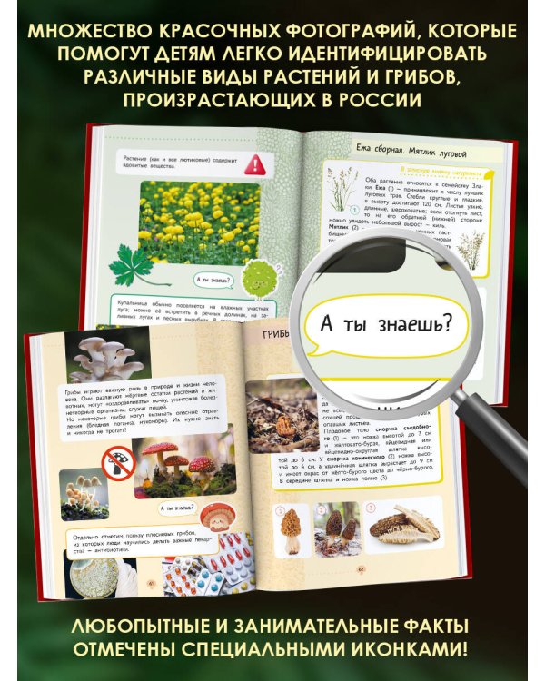 Окружающий мир. Растения и грибы