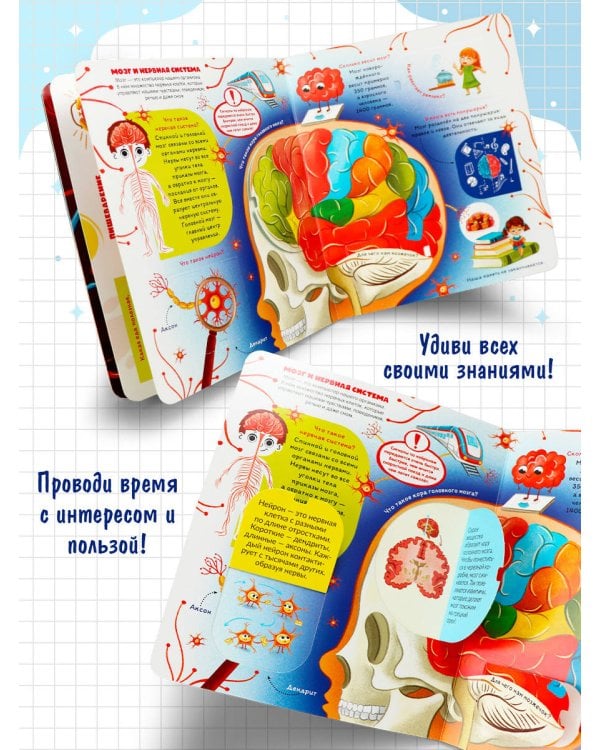 Книжка с окошками. Как устроен человек?