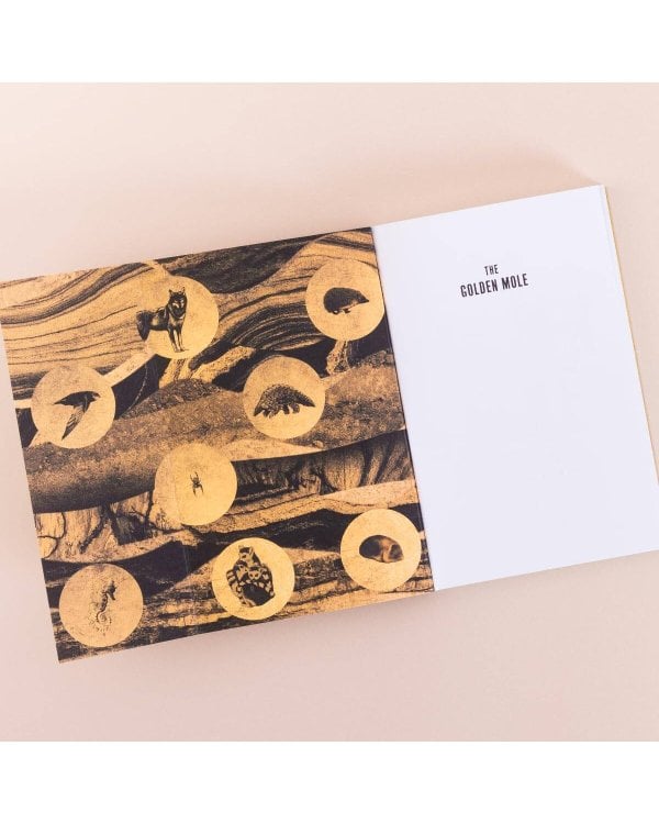 Golden mole (Katherine Rundell) Золотой крот (Кэтрин Ранделл) /Книги на английском языке