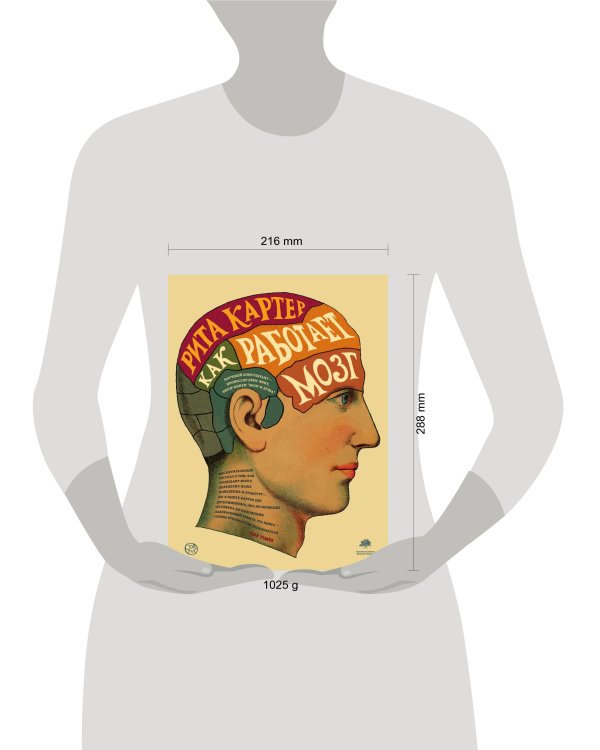 Как работает мозг