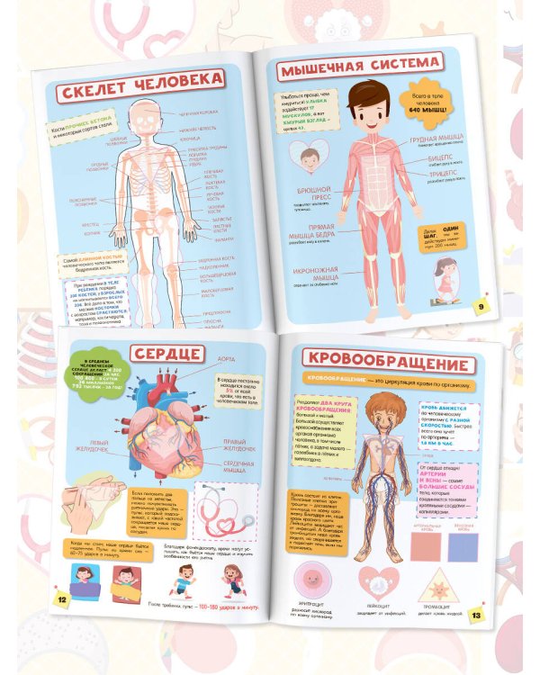 Тело человека