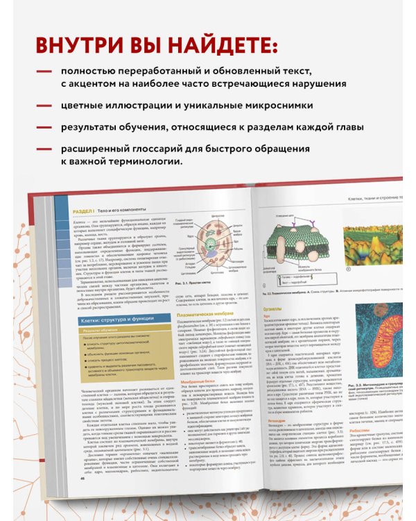 Анатомия и физиология. Нормы и патологии