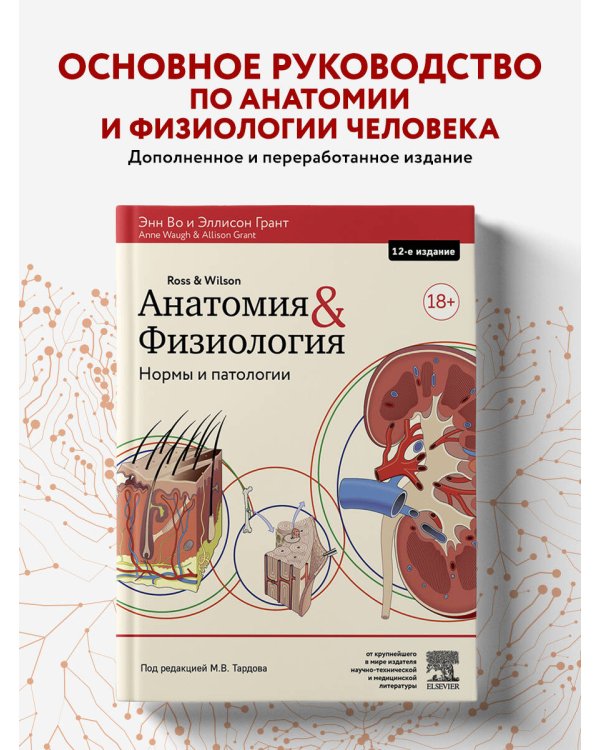 Анатомия и физиология. Нормы и патологии