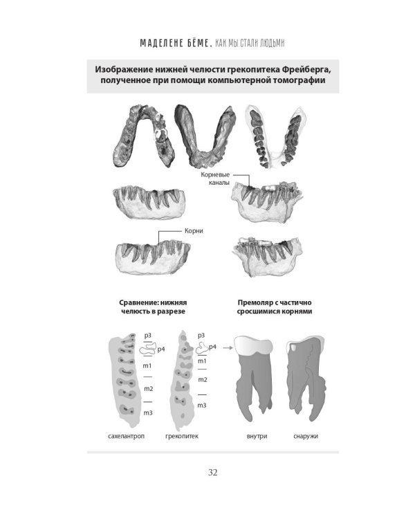 Как мы стали людьми