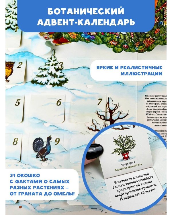 Адвент-календарь. Новогодняя ботаника: прогулка по зимнему лесу