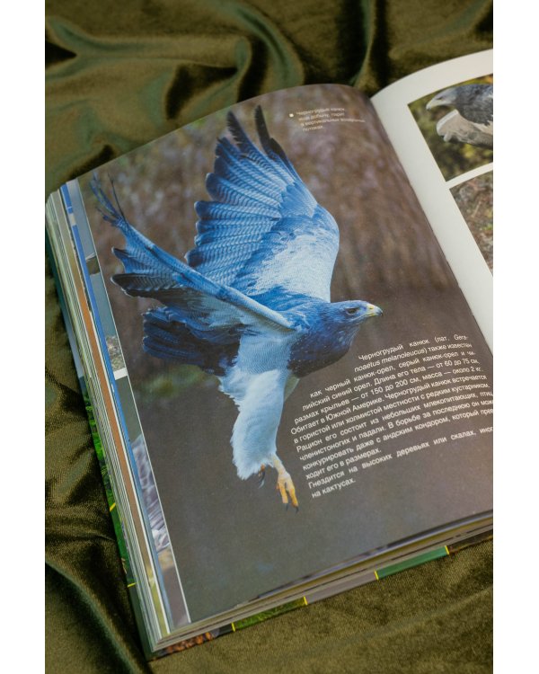 Большая книга о птицах. 1001 фотография