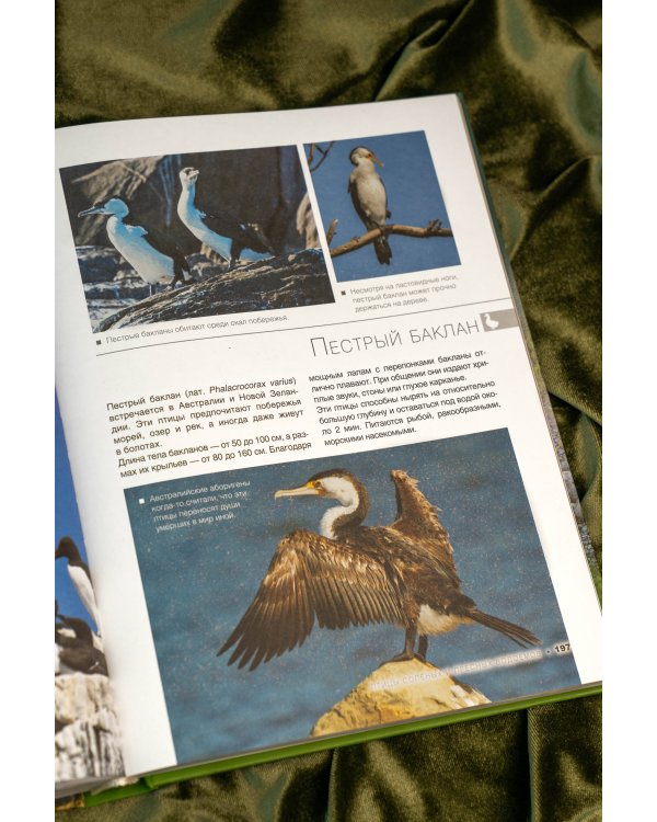 Большая книга о птицах. 1001 фотография