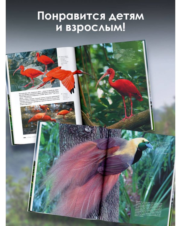 Большая книга о птицах. 1001 фотография