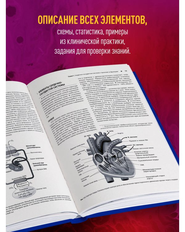 Сердечно-сосудистая система. Анатомия и физиология в покое и при физических нагрузках