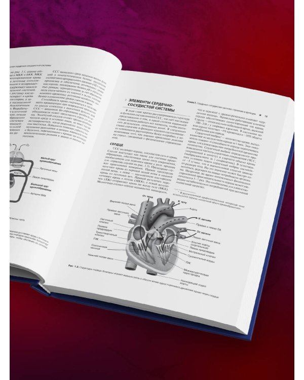Сердечно-сосудистая система. Анатомия и физиология в покое и при физических нагрузках
