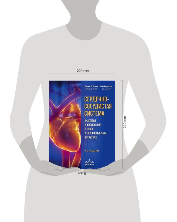 Сердечно-сосудистая система. Анатомия и физиология в покое и при физических нагрузках