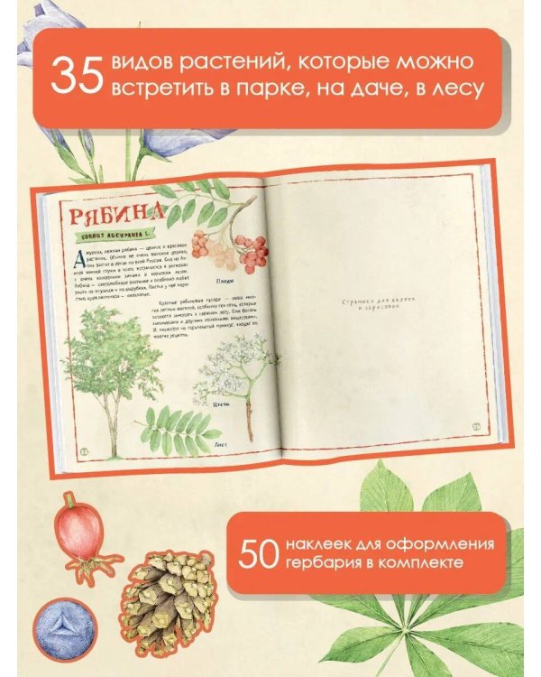 Мой первый гербарий