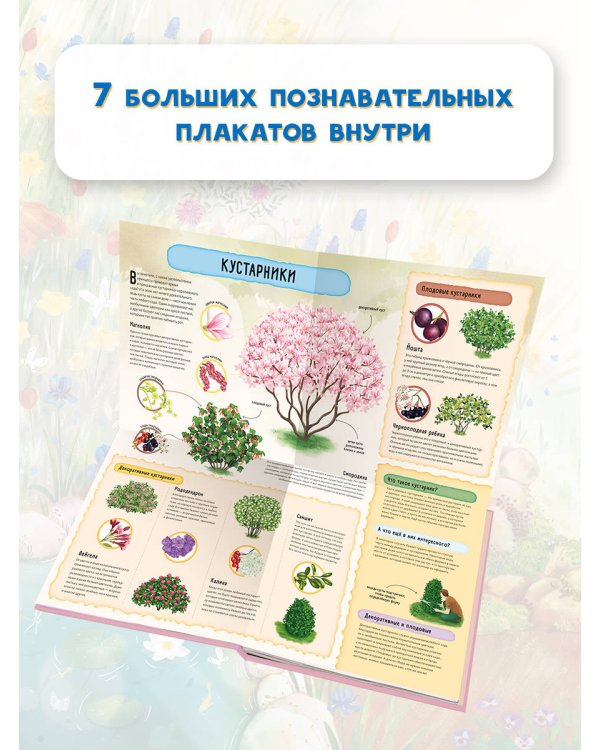 Спящая красавица