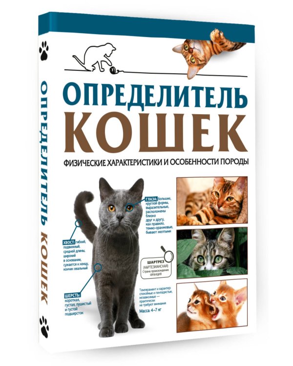 Определитель кошек. Физические характеристики и особенности породы