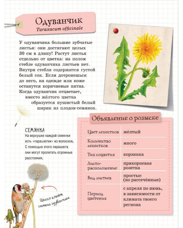 Мой первый гербарий