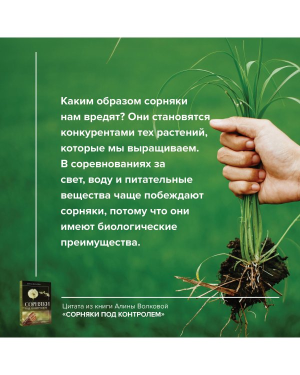 Сорняки под контролем. Избавляемся от нежелательных соседей