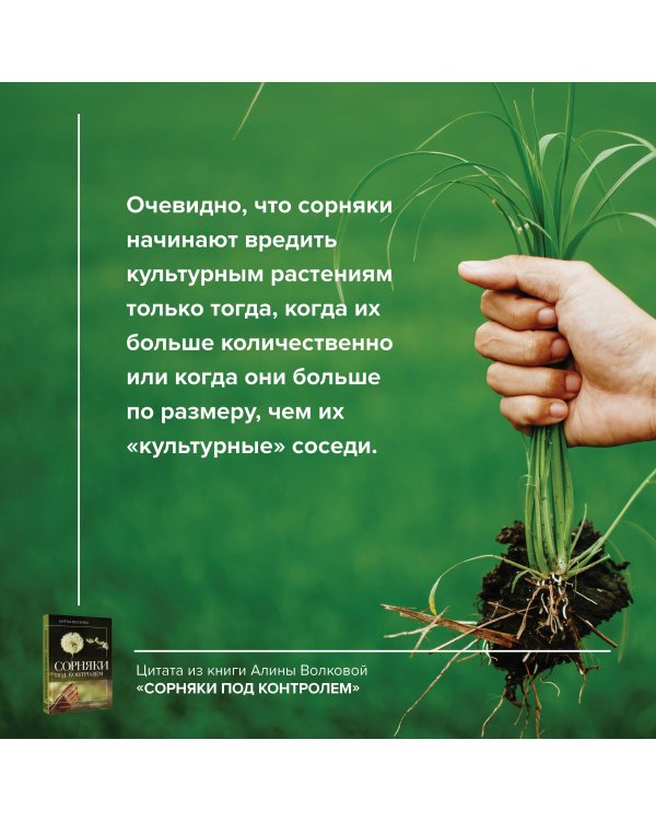 Сорняки под контролем. Избавляемся от нежелательных соседей