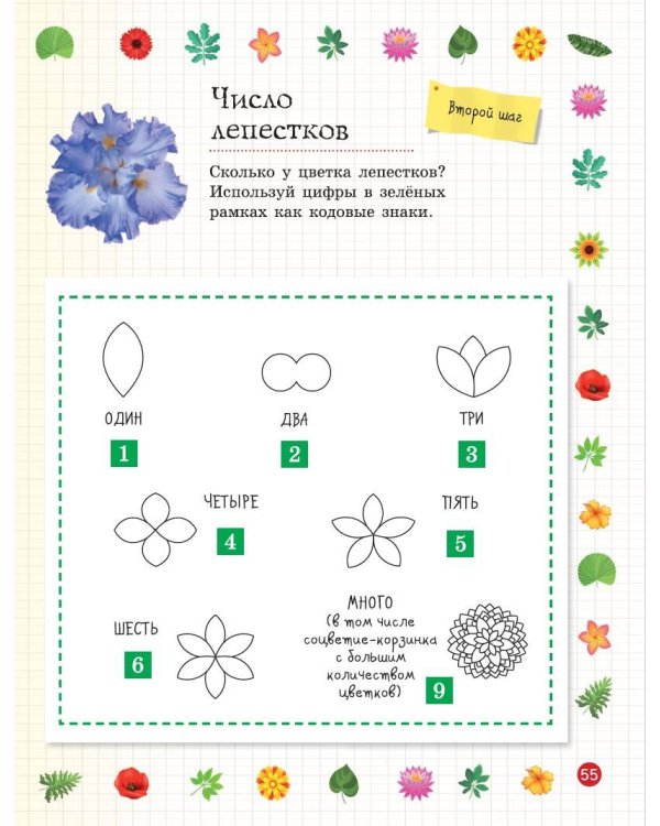 Мой первый гербарий