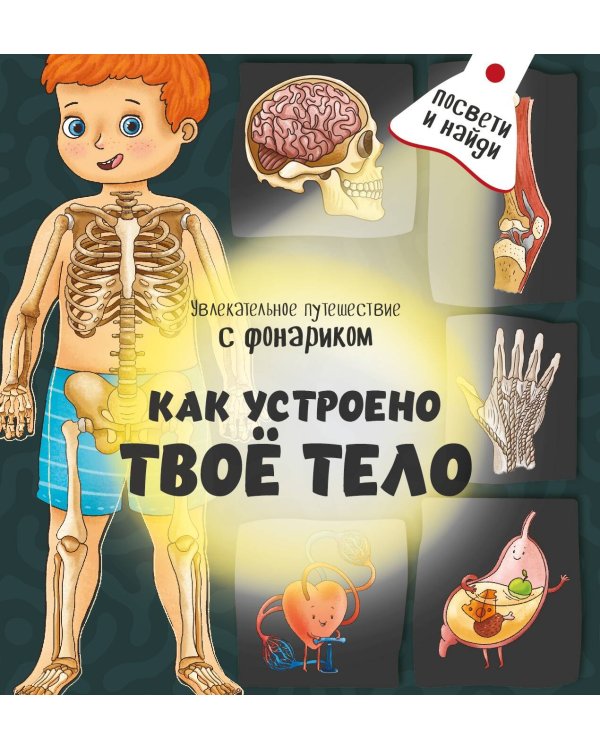 Книжка с фонариком "Как устроено твое тело"