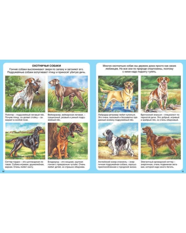 Домашние питомцы