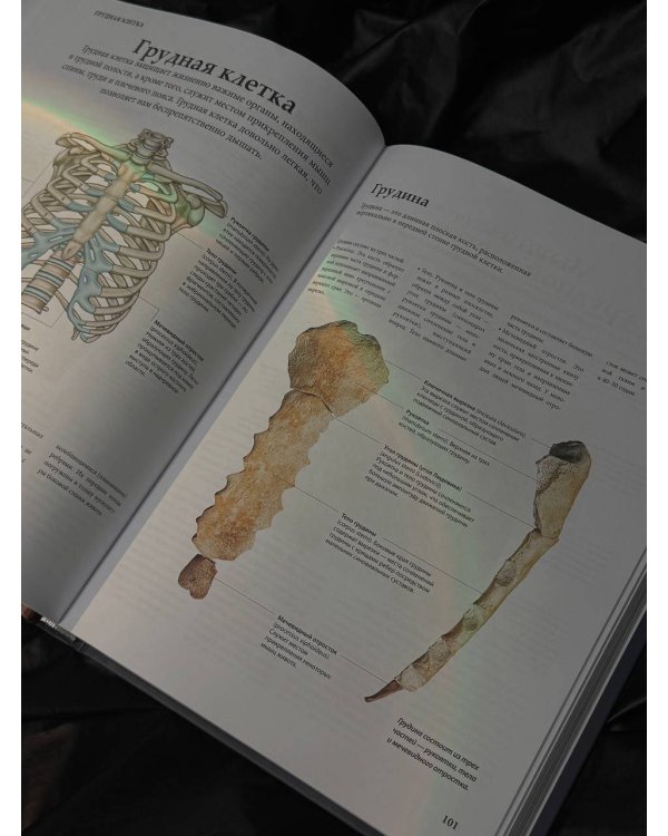 Анатомия человека