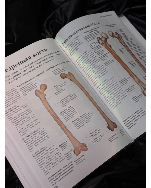 Анатомия человека