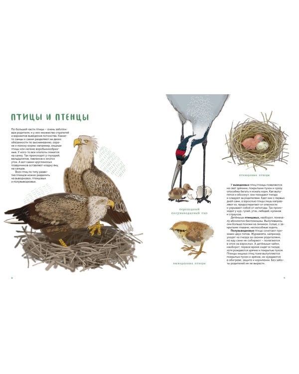 Птицы в деревне. Где найти и как узнать