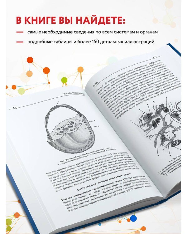 Атлас. Анатомия и физиология человека: полное практическое пособие. 2-е издание, дополненное