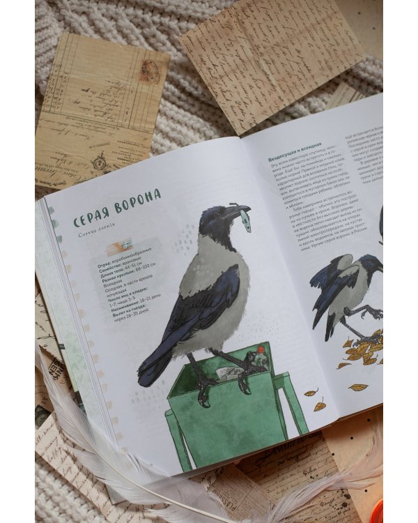 Птицы в деревне. Где найти и как узнать