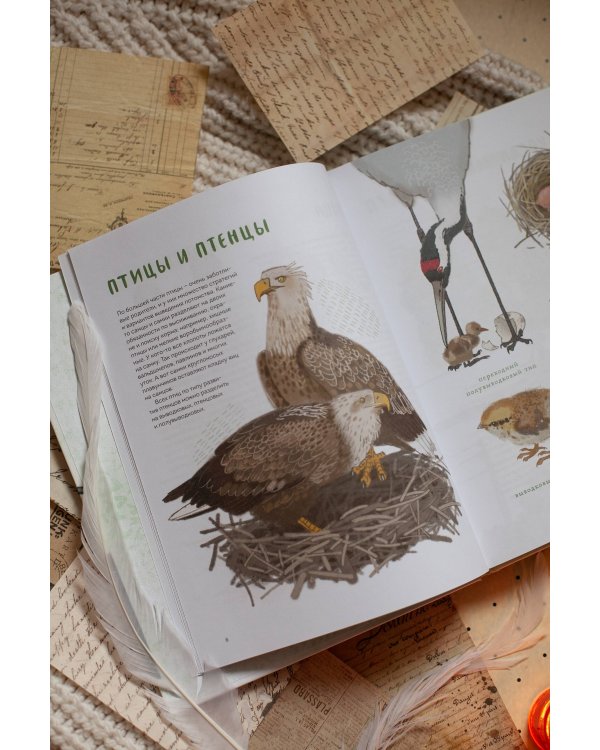 Птицы в деревне. Где найти и как узнать