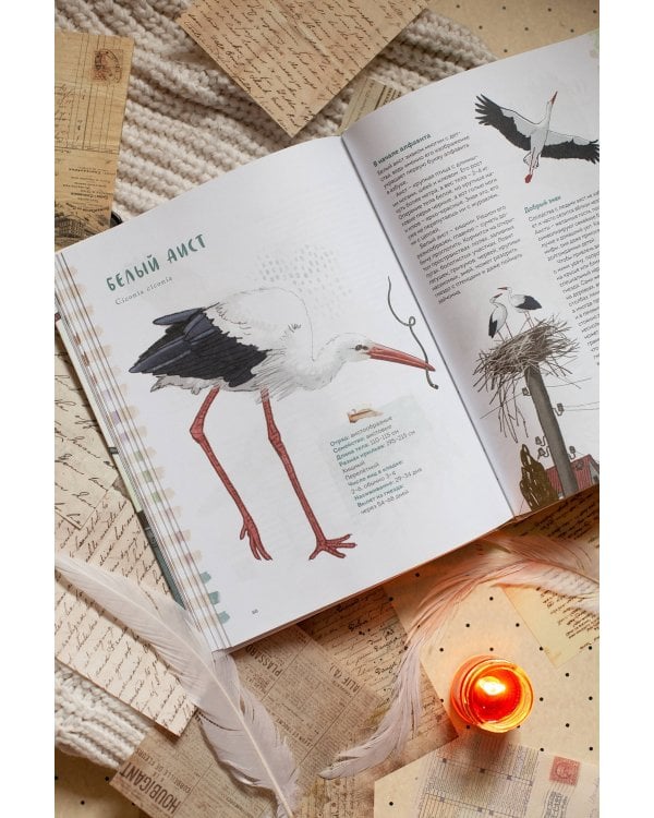 Птицы в деревне. Где найти и как узнать