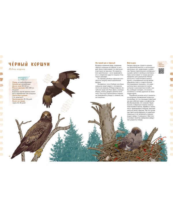 Птицы в деревне. Где найти и как узнать