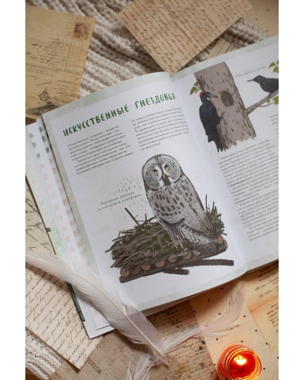 Птицы в деревне. Где найти и как узнать