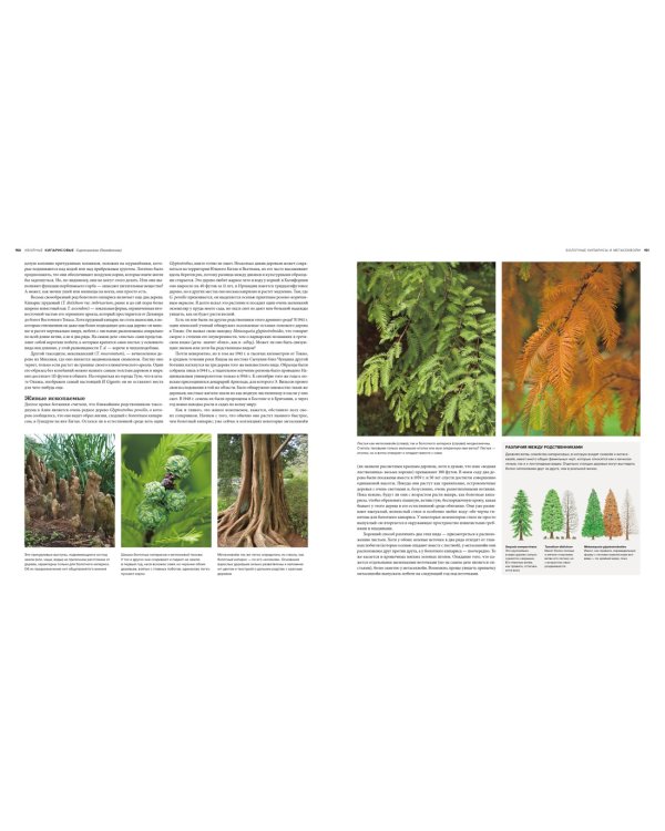 Деревья. Жизнеутверждающее путешествие по лесам, садам и паркам