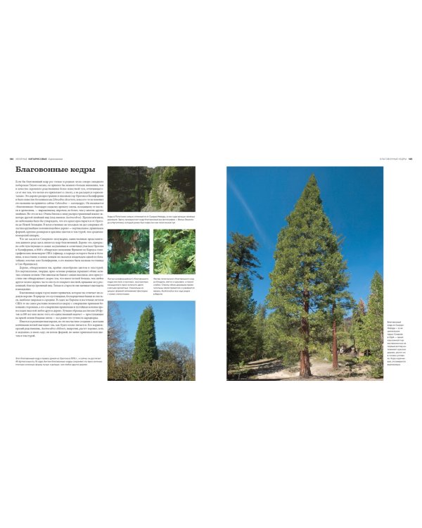 Деревья. Жизнеутверждающее путешествие по лесам, садам и паркам