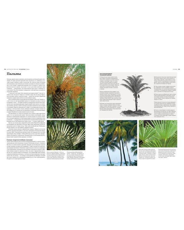 Деревья. Жизнеутверждающее путешествие по лесам, садам и паркам