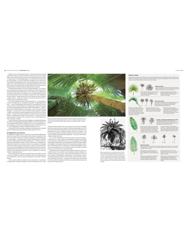 Деревья. Жизнеутверждающее путешествие по лесам, садам и паркам