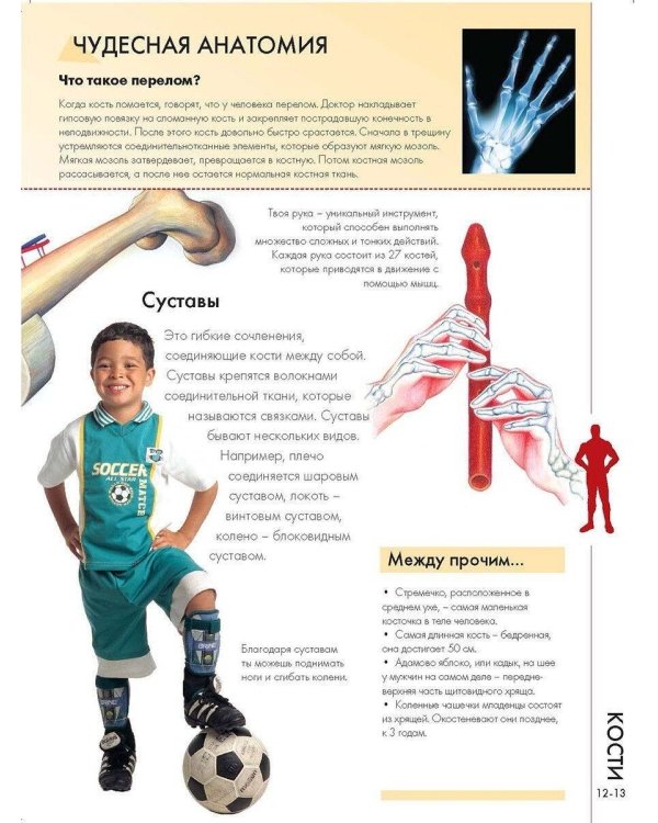 Тело человека. Познавательный набор