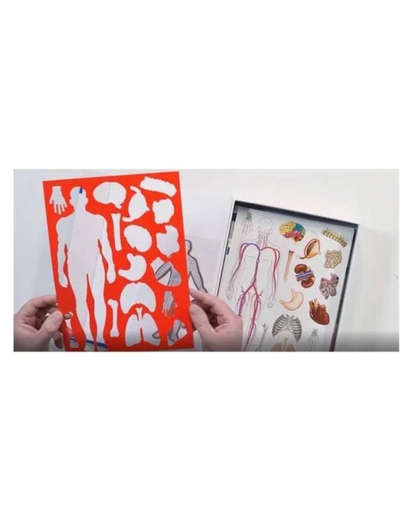 Тело человека. Познавательный набор