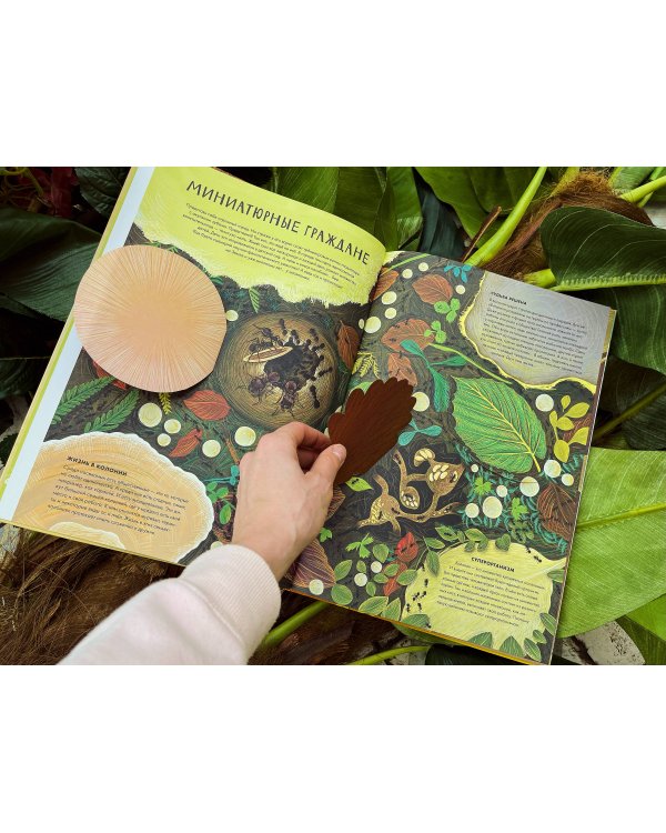 Королевство насекомых. Интерактивная книга с окошками о жизни муравьёв, ос и пчёл