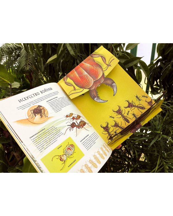 Королевство насекомых. Интерактивная книга с окошками о жизни муравьёв, ос и пчёл
