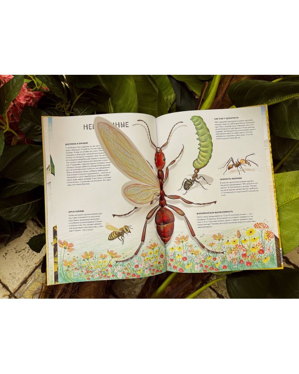 Королевство насекомых. Интерактивная книга с окошками о жизни муравьёв, ос и пчёл