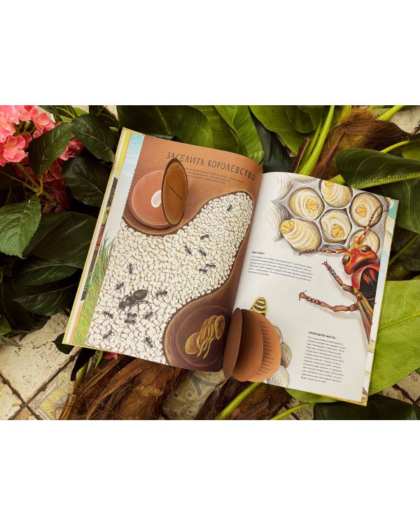 Королевство насекомых. Интерактивная книга с окошками о жизни муравьёв, ос и пчёл