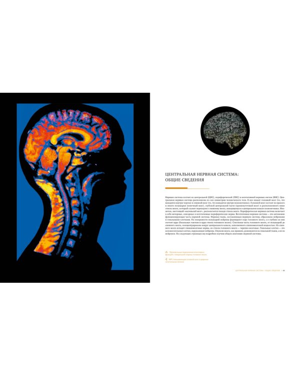 Большой атлас мозга