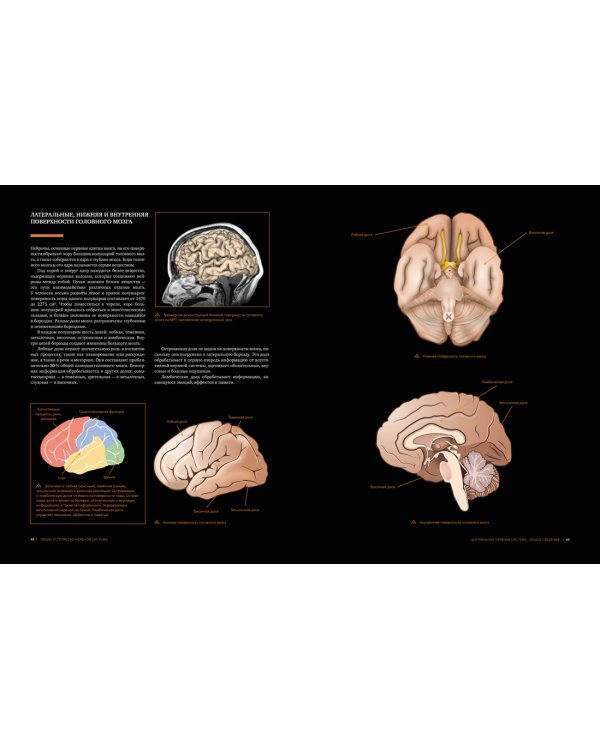Большой атлас мозга