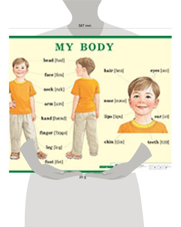 Строение тела человека. My body. Наглядное пособие по английскому языку для начальной школы