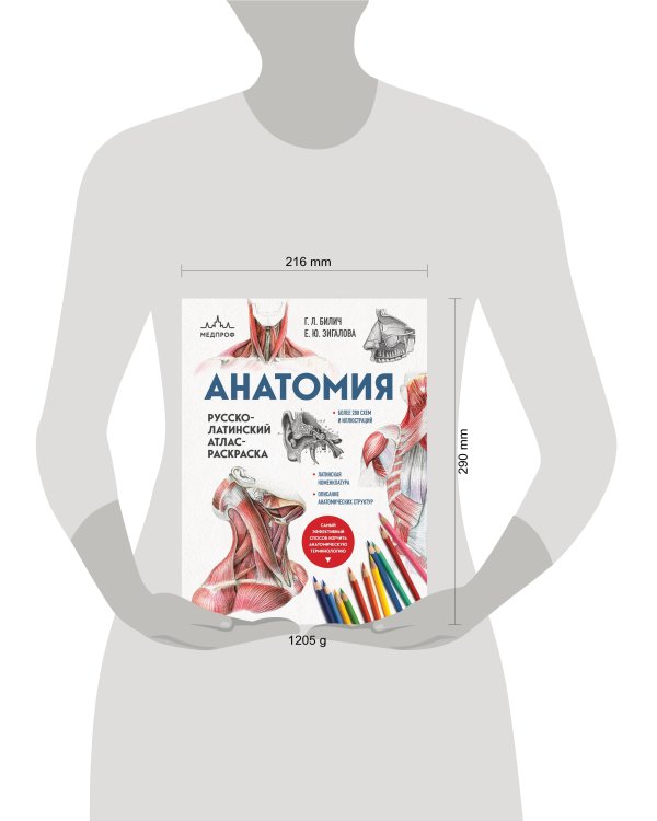 Анатомия: русско-латинский атлас-раскраска (новое оформление, новый формат)