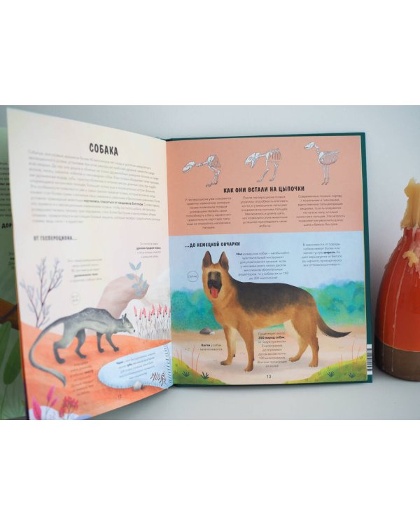 Эволюция. Как изменилась жизнь за миллиарды лет