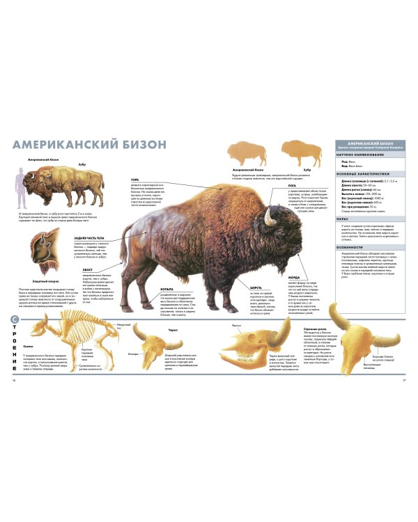 Животные. Визуальная энциклопедия