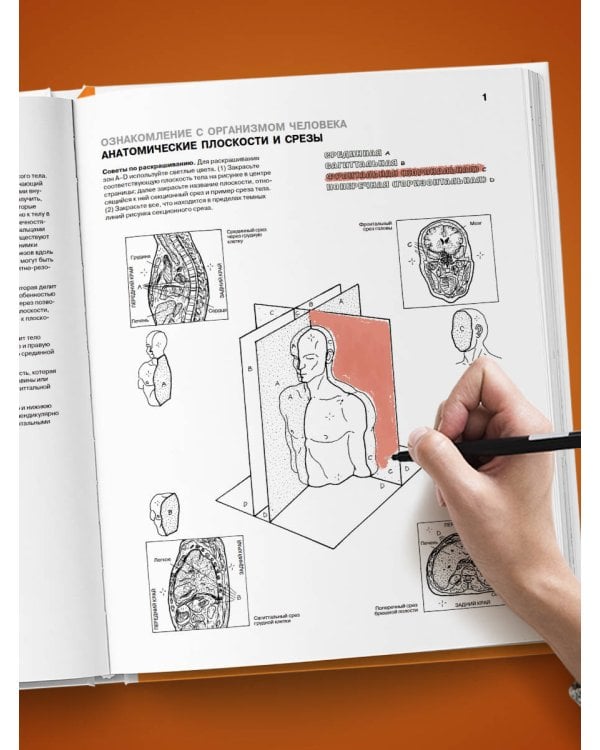 Анатомия человека: атлас-раскраска